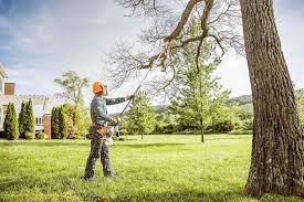 Professional  Tree Services in Mansfield, MO