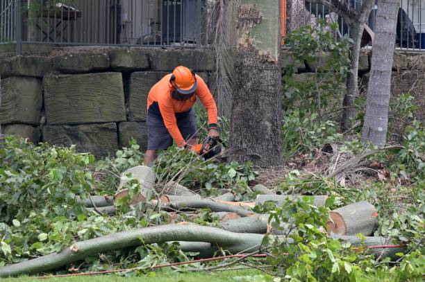 Why Choose Our Tree Removal Services in Mansfield, MO?